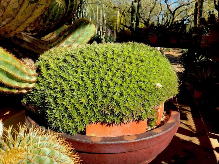 The Ultimate Guide to Deuterocohnia: Growing the Tough, Sculptural Cushion Bromeliads (Abromeitiella)