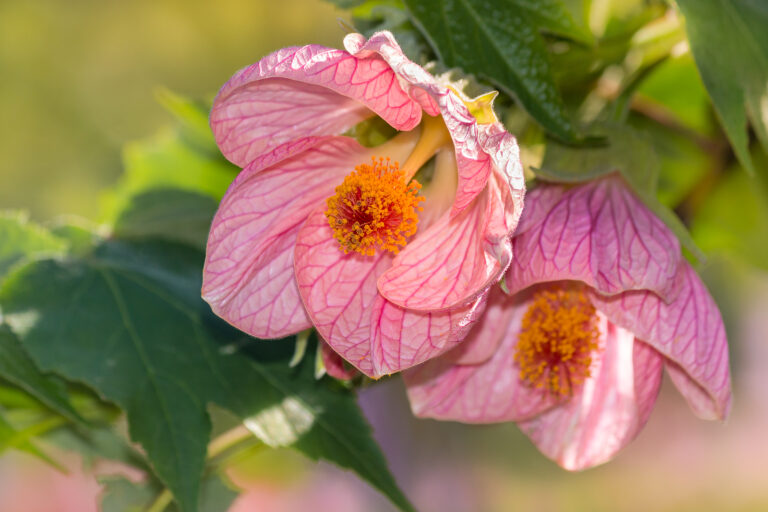 How to Grow Abutilon: The Ultimate Guide to Flowering Maples