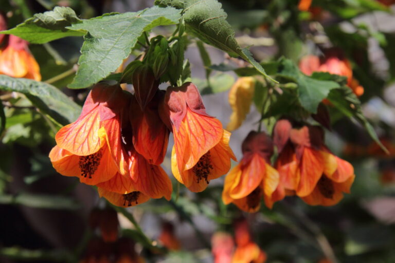 Demystifying Flowering Maples: A Guide to Abutilon Cultivars and Choices