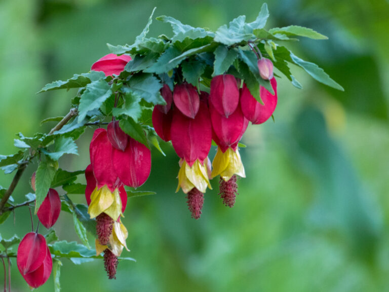 Meet the Brazilian Bell-Flower: How to Grow Abutilon megapotamicum ‘Variegatum’