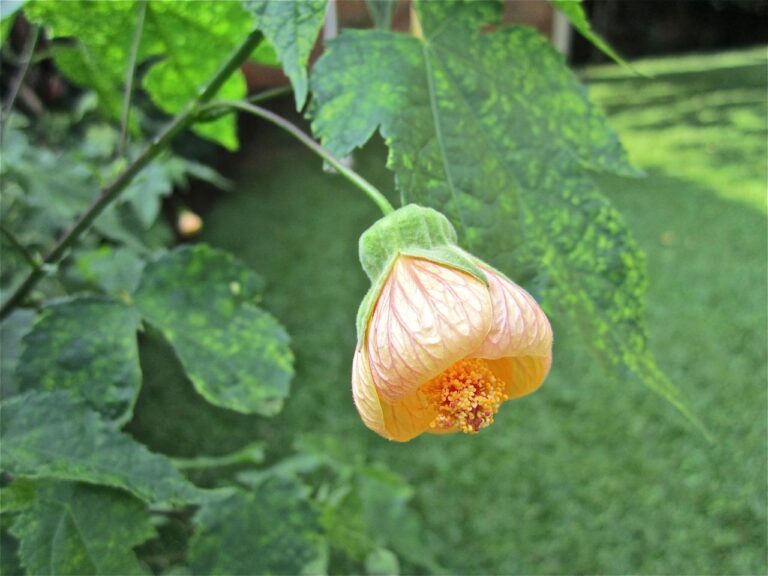 Brighten Your Garden with Abutilon ‘Gold Dust’: The Variegated Flowering Maple Built for Containers