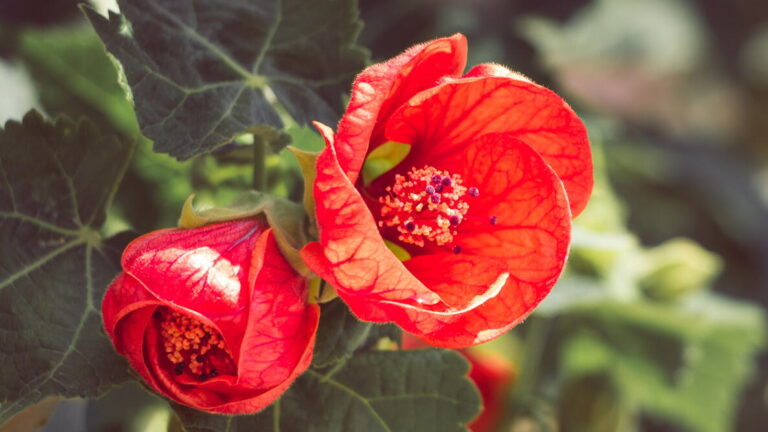 Growing Abutilon ‘Bella Red’: The Ultimate Dwarf Flowering Maple