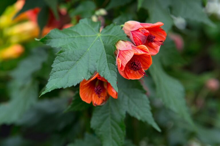 The Miniature Masterpiece: Why Abutilon ‘Bella’ Belongs on Your Windowsill