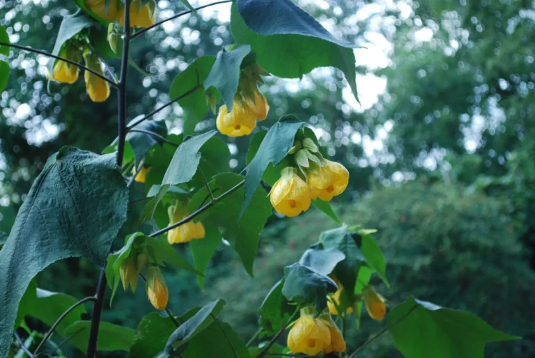 The Ultimate Victorian Heirloom: Why Abutilon ‘Canary Bird’ Still Rules the Garden