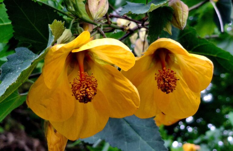 Meet Abutilon ‘Cannington Carol’: The Flowering Maple That Steals the Show with Radiant Foliage