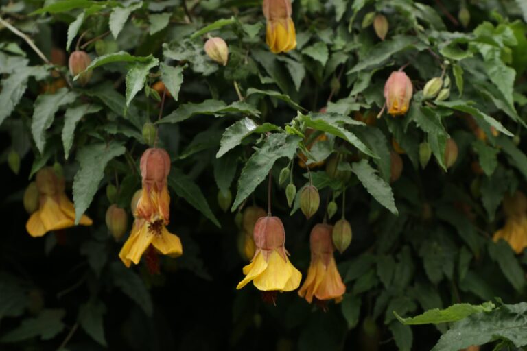 Why Abutilon ‘Kentish Belle’ Belongs on Your Sun-Drenched Walls