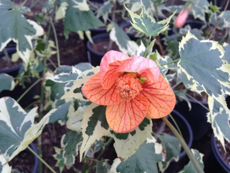 The Showstopping Lantern Flower: How to Grow Abutilon ‘Souvenir de Bonn’