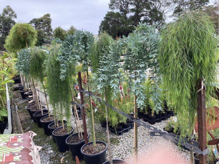 Rare and Weeping Acacia: A Collector’s Guide to Exceptional Wattles