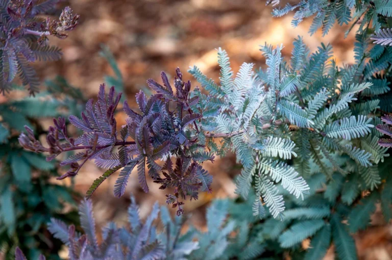 Beyond the Green: Why Your Garden Needs the Purple Cootamundra Wattle