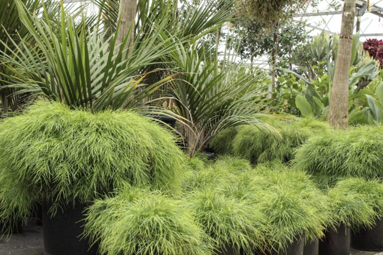 The Luminous Appeal of Acacia cognata ‘Limelight’