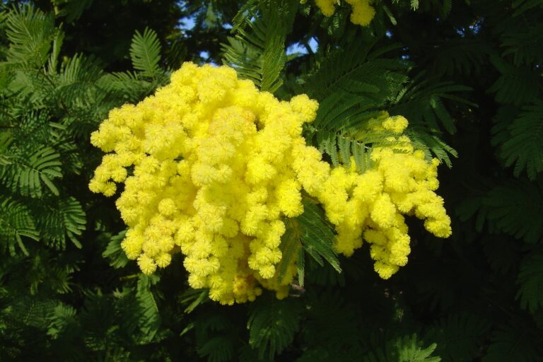 The Winter Mimosa Masterclass: Why Acacia dealbata ‘Gaulois Astier’ Rules the Cold Season