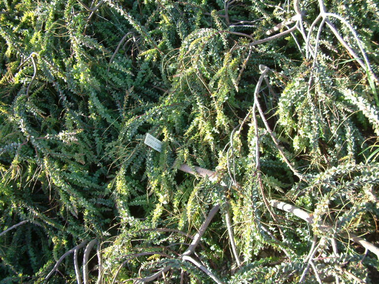 Meet ‘Golden Carpet’: The Prostrate Wattle That Reclaims Your Garden’s Ground Plane