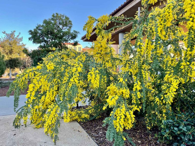 Master Growing Guide: How to Grow Radiant Acacia (Wattle) in Your Garden