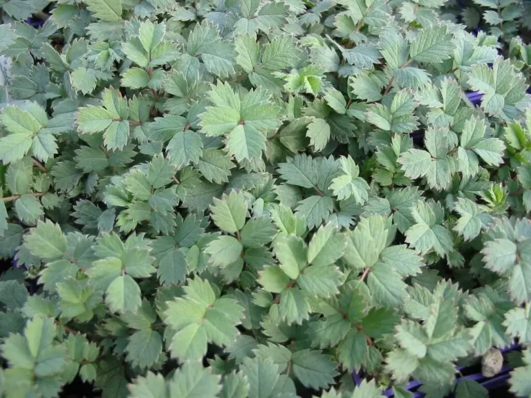 Beyond the Green Carpet: Choosing and Growing Blue New Zealand Burrs