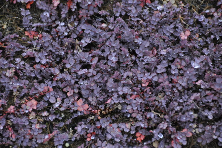 The Unsung Hero of Dark Groundcovers: How to Use Purple Sheep’s Burr