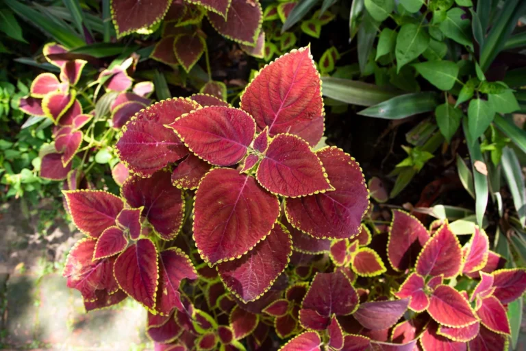 Growing Acalypha: How to Cultivate Copperleaf and Chenille Plants