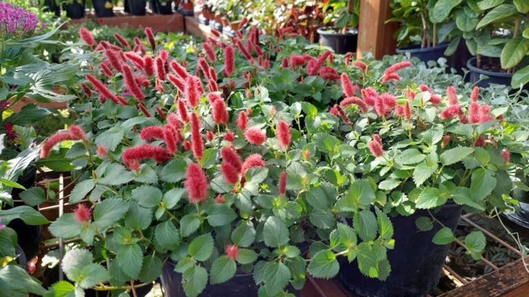 The Chenille Plant: How to Grow Acalypha hispida’s Fiery, Weeping Tassels