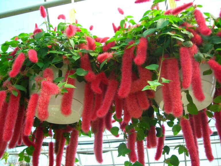 Cascading Fire: How to Design with Acalypha pendula ‘Firetail’