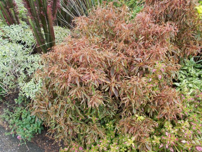 The Collector’s Guide to Rare Copperleaf: Striking Cultivars of Acalypha wilkesiana