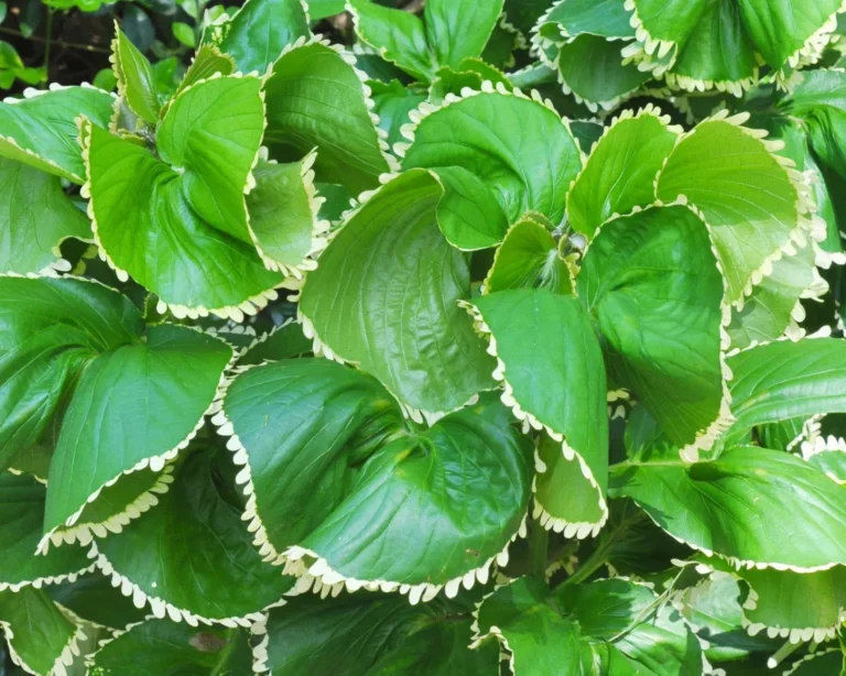 Acalypha wilkesiana ‘Hoffmannii’: The Sophisticated, Sculptural Side of Copperleaf