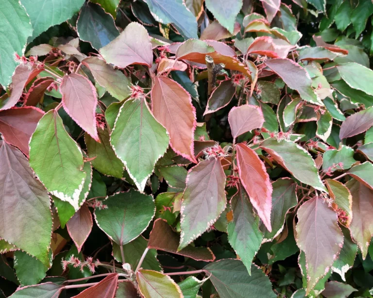 Acalypha wilkesiana ‘Marginata’: The Elegant, Clean-Bordered Copperleaf for Vibrant Tropical Landscapes
