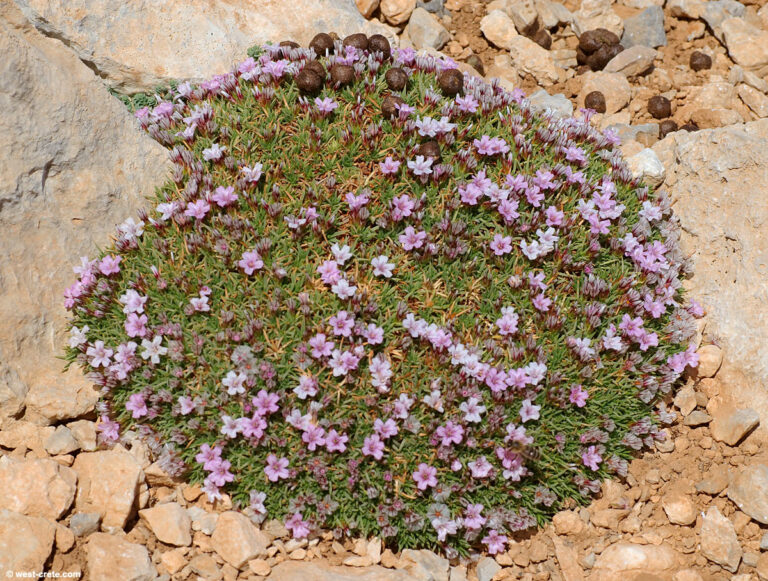 The Spiny, Sun-Baked World of Acantholimon: A Guide to Growing Prickly Thrift
