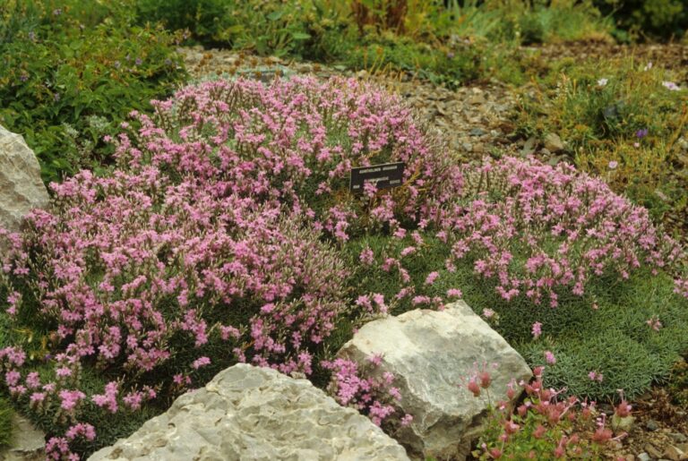 Growing Acantholimon glumaceum: The Ultimate Guide to the Prickly Thrift