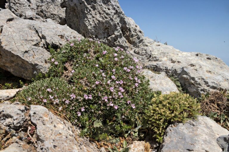Prickly Thrift: The Fierce, Sculptural Alpine for Sun-Baked Gravel Gardens