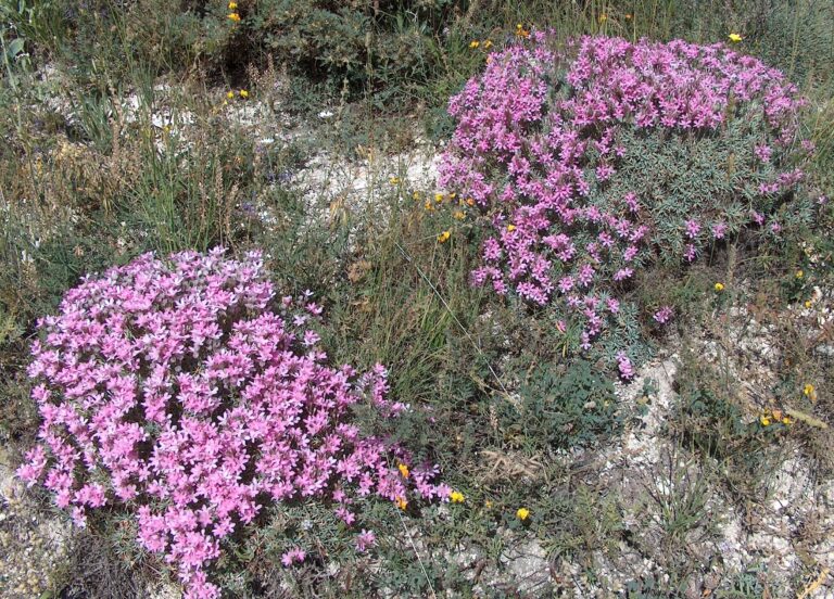 The Fierce, Frosty Elegance of Acantholimon venustum