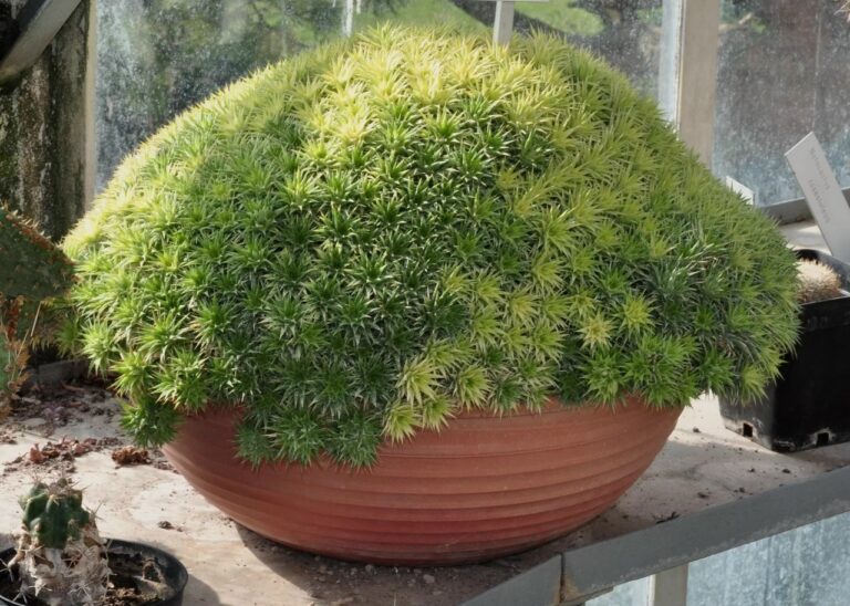 The Living Green Cobblestone: How to Grow and Design with Deuterocohnia brevifolia