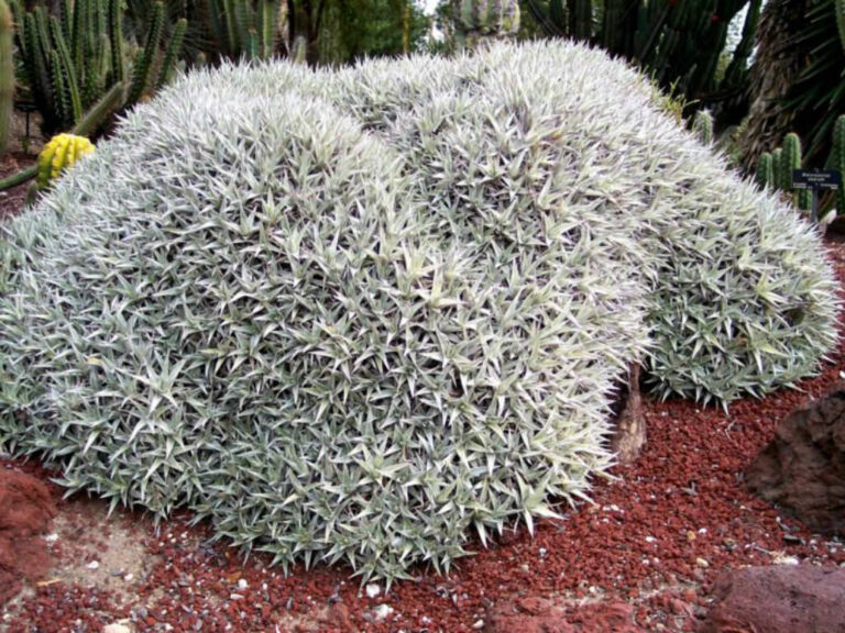 The Silver Sensation: Why Deuterocohnia abstrusa Belongs in Your Dry Garden