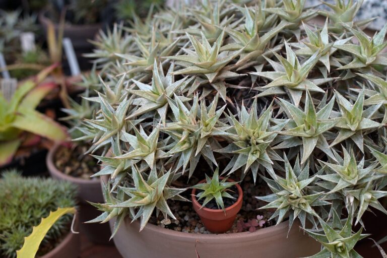 The Wine-Red Cushion Bromeliad: Growing and Designing with Deuterocohnia lotteae