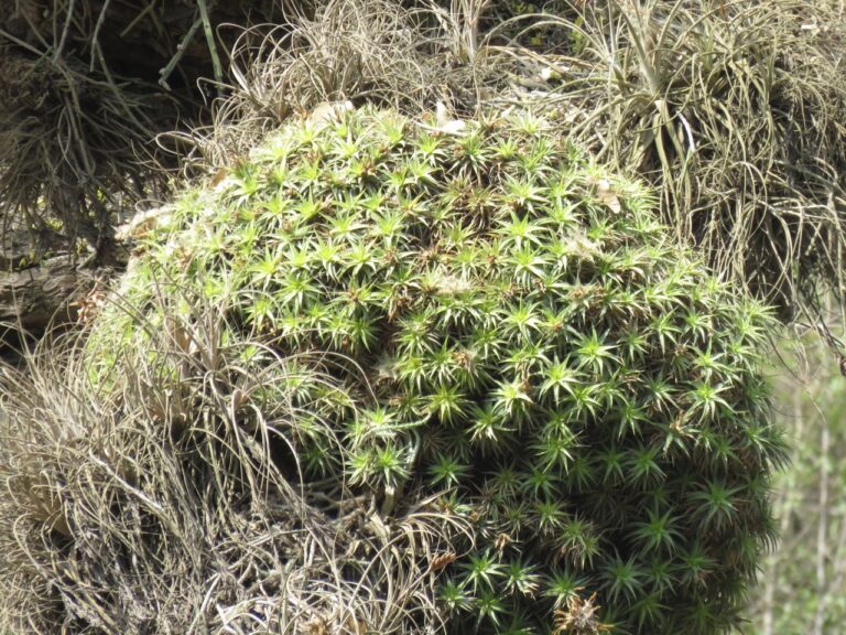 The Chiseled Charm of Deuterocohnia scapigera: A Maverick Andean Succulent